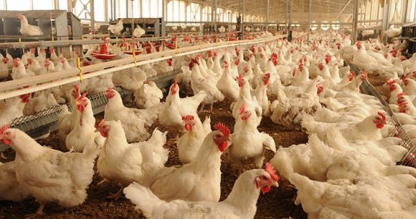Animal Production NQF 2 – SpecCon Holdings